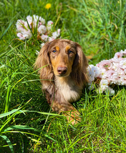 Forest (DAZZLING DOXIES' CIMARRON FOREST REIGN)